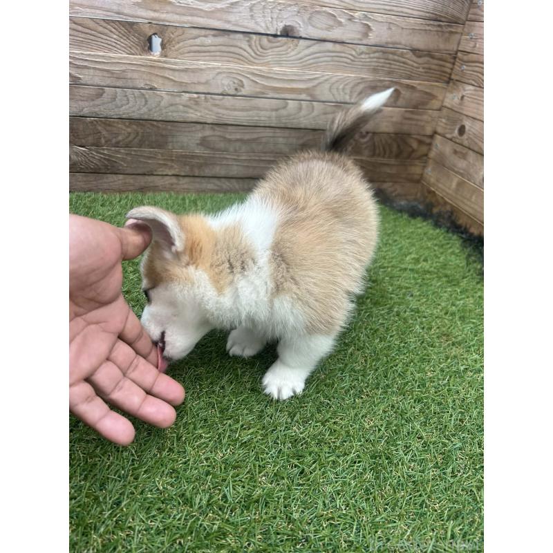 販売中の静岡県のウェルシュコーギーペンブローク-454838の6枚目