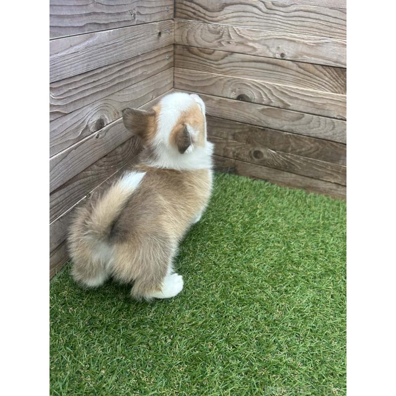 販売中の静岡県のウェルシュコーギーペンブローク-454838の5枚目