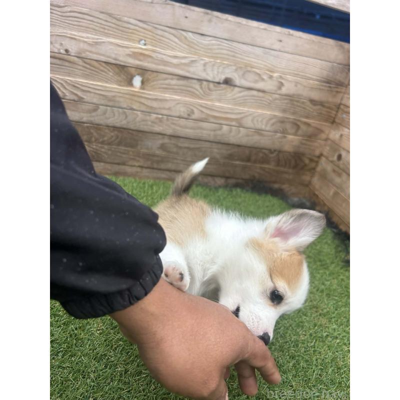 販売中の静岡県のウェルシュコーギーペンブローク-454838の3枚目