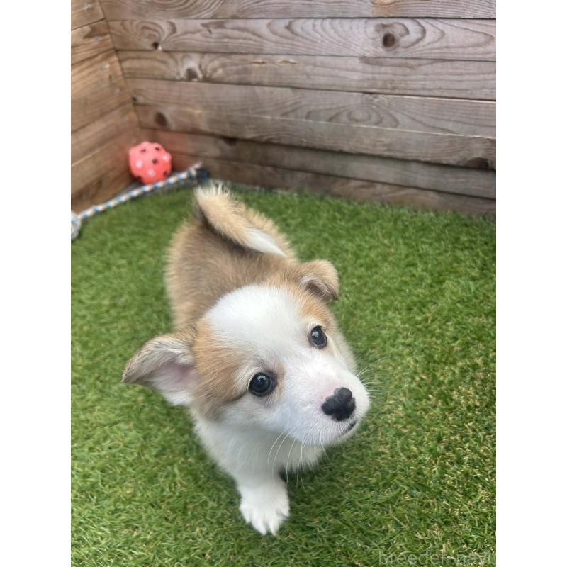 販売中の静岡県のウェルシュコーギーペンブローク-454838の2枚目