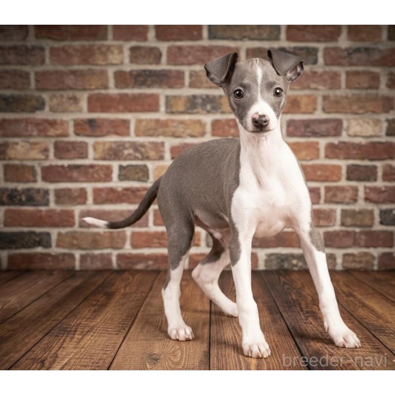 販売中の千葉県のイタリアングレーハウンド(イタグレ)-444353の2枚目