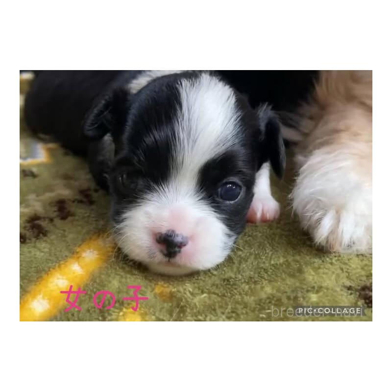 販売中の静岡県のチワプー:チワワ×トイプードル-449831