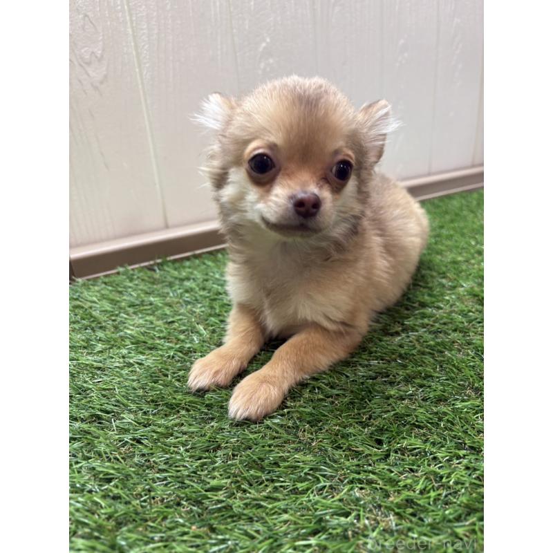 販売中の愛知県のチワワ(ロングコート)-454840の2枚目