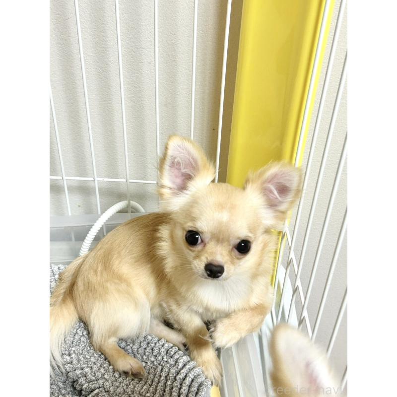 販売中の愛知県のチワワ(ロングコート)-417333の2枚目