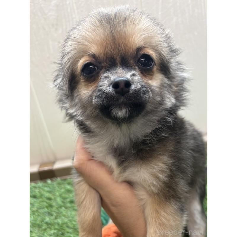 販売中の愛知県のチワワ(ロングコート)-454841