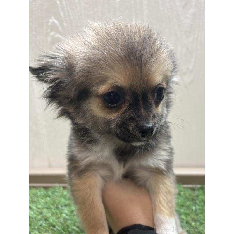 販売中の愛知県のチワワ(ロングコート)-454841の3枚目