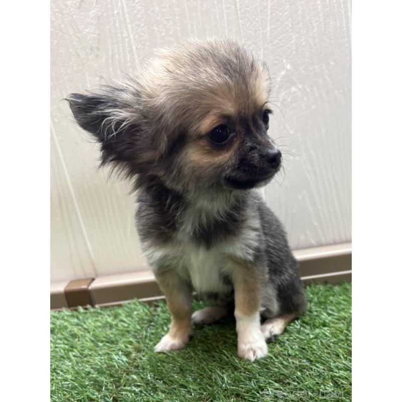 販売中の愛知県のチワワ(ロングコート)-454841の2枚目