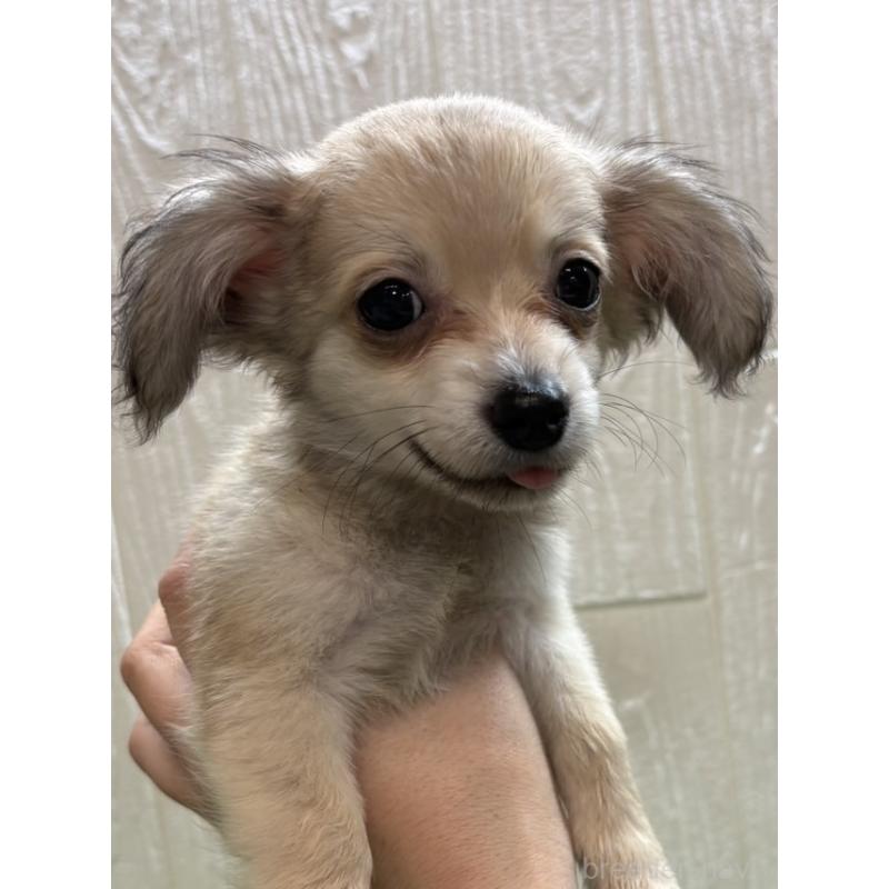 販売中の愛知県のチワックス:チワワ×ミニチュアダックスフンド-454842の2枚目