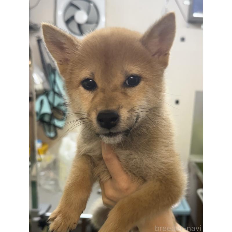 販売中の愛知県の柴犬-454844の4枚目