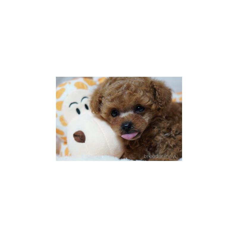 販売中の兵庫県のタイニープードル-454856の4枚目