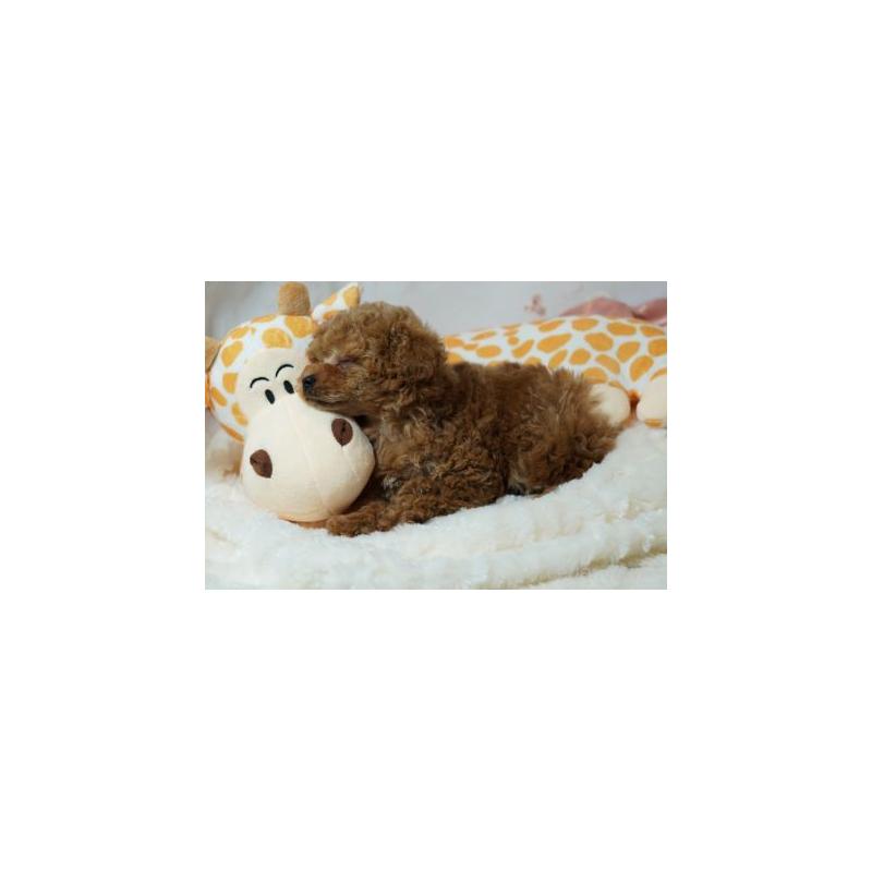 販売中の兵庫県のタイニープードル-454856の3枚目