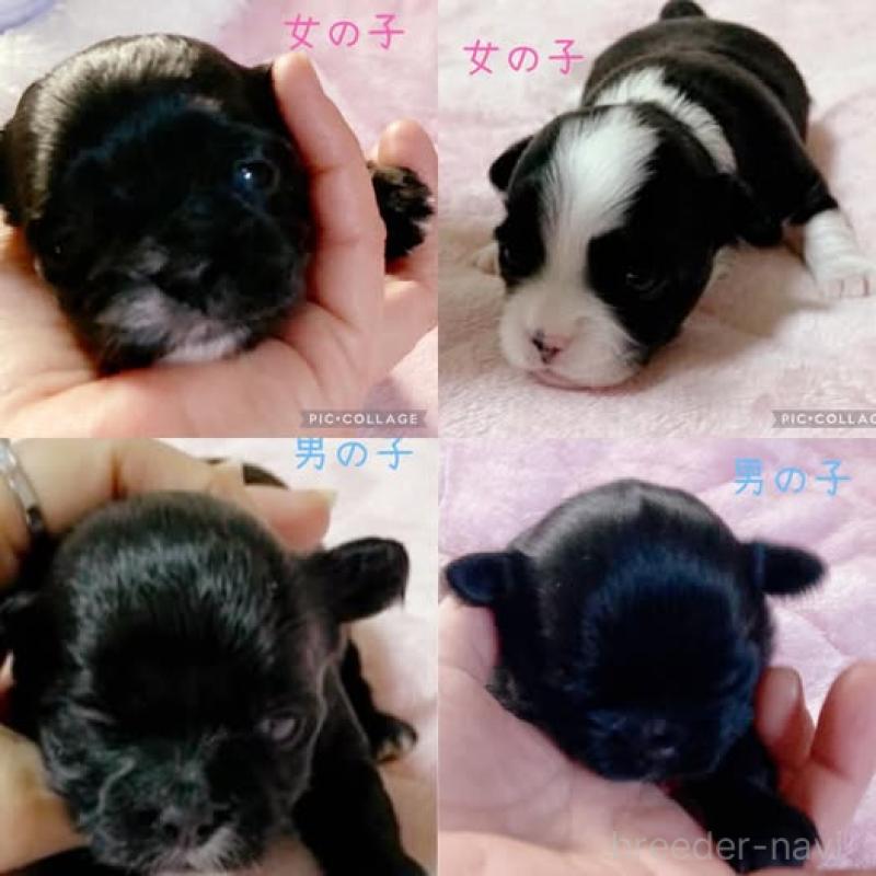 販売中の静岡県のチワプー:チワワ×トイプードル-454849の3枚目