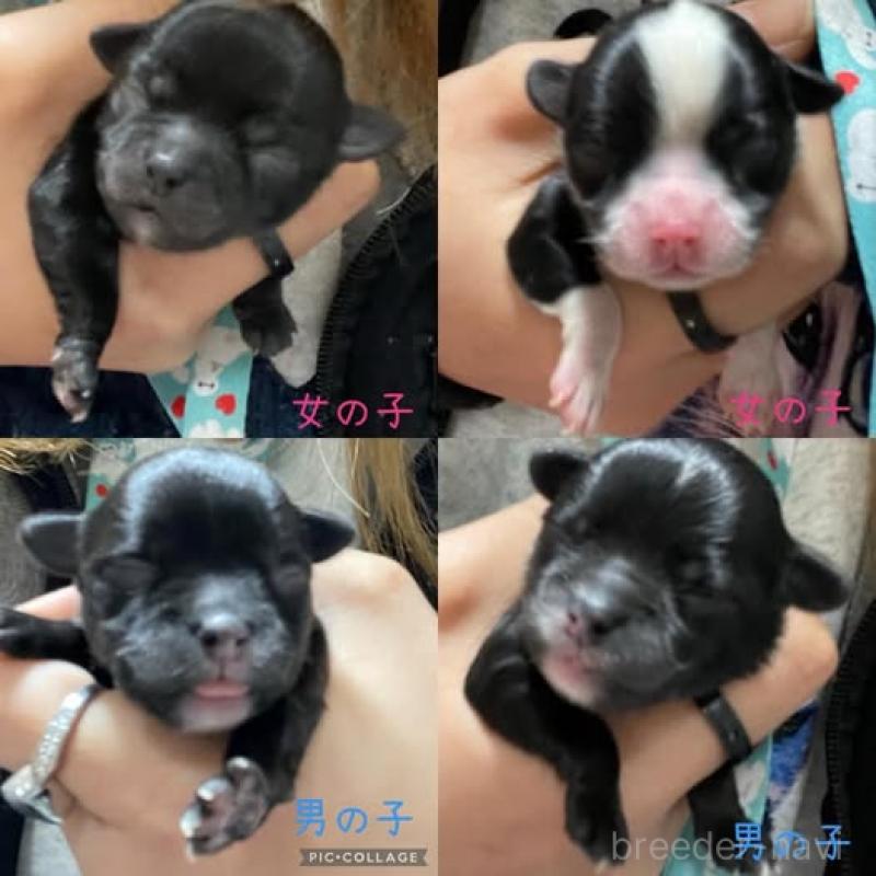 販売中の静岡県のチワプー:チワワ×トイプードル-454849の2枚目