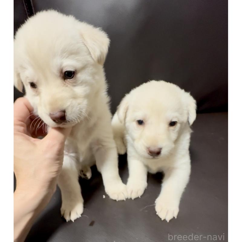 販売中の奈良県のミックス犬-454853の8枚目