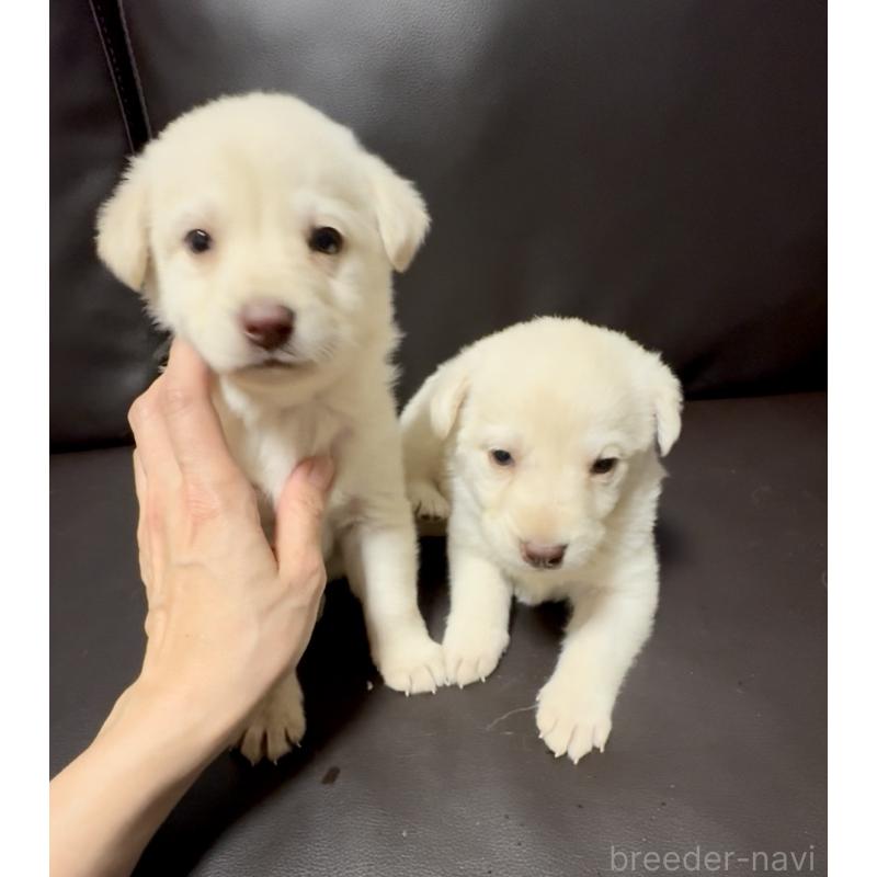 販売中の奈良県のミックス犬-454853の6枚目