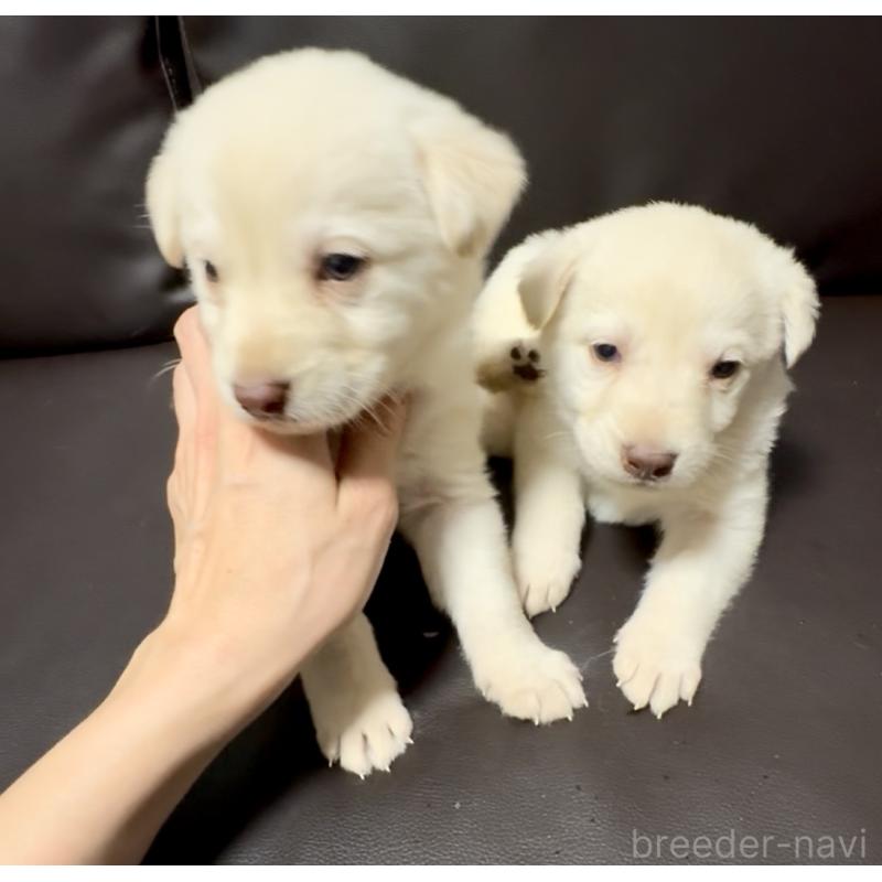 販売中の奈良県のミックス犬-454853の7枚目