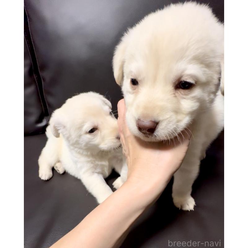 販売中の奈良県のミックス犬-454853の2枚目