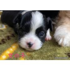 ♀︎チワプー:チワワ×トイプードル