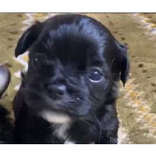 ♀︎チワプー:チワワ×トイプードル