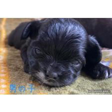 ♀︎チワプー:チワワ×トイプードル