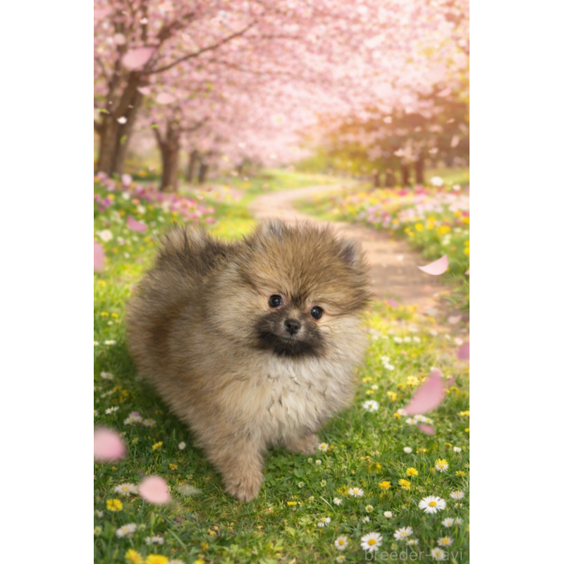 販売中の東京都のポメラニアン-449916