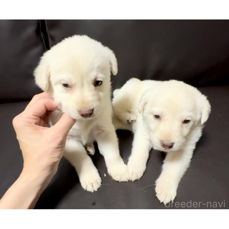 販売中の奈良県のミックス犬-454854の8枚目