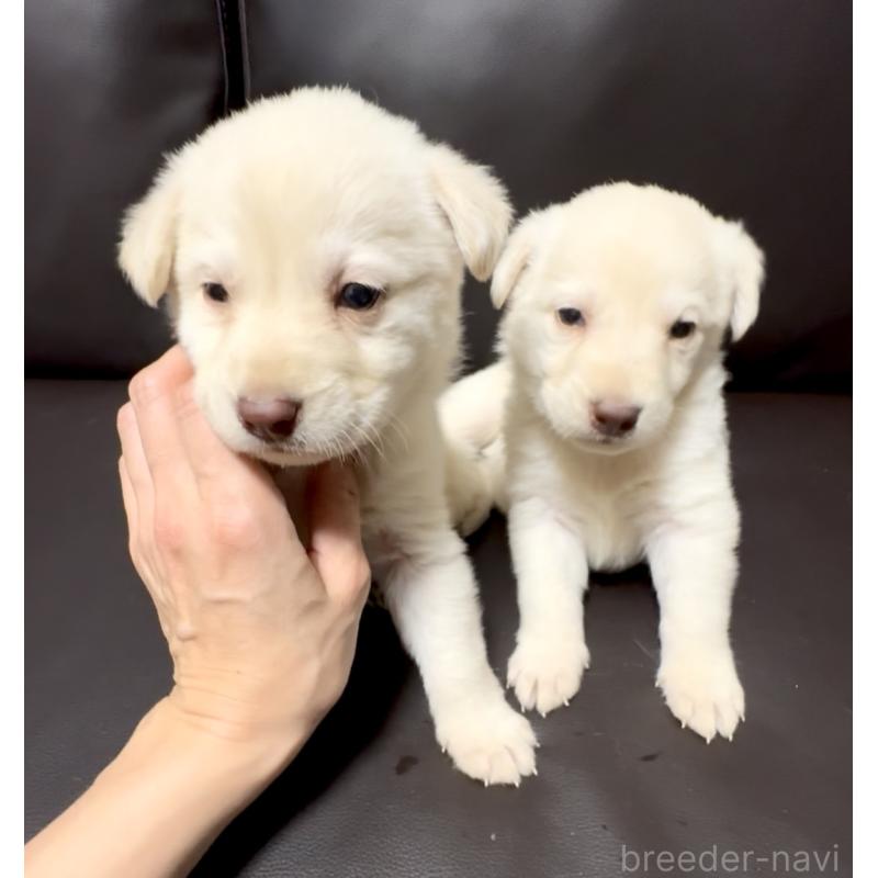 販売中の奈良県のミックス犬-454854の5枚目