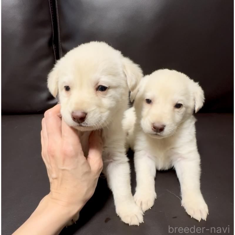 販売中の奈良県のミックス犬-454854の4枚目