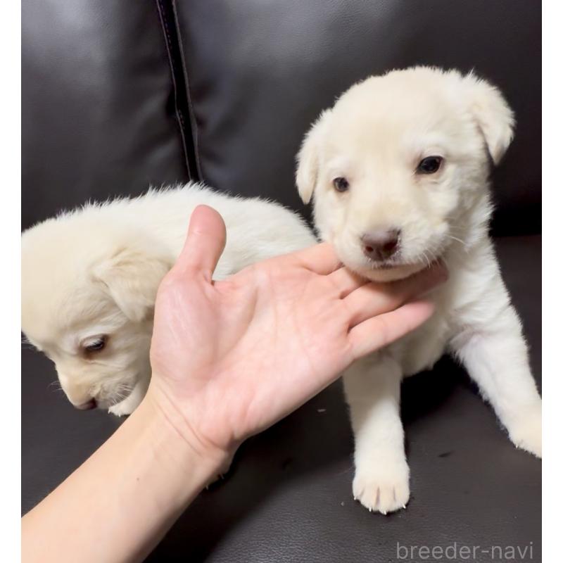 販売中の奈良県のミックス犬-454854の3枚目