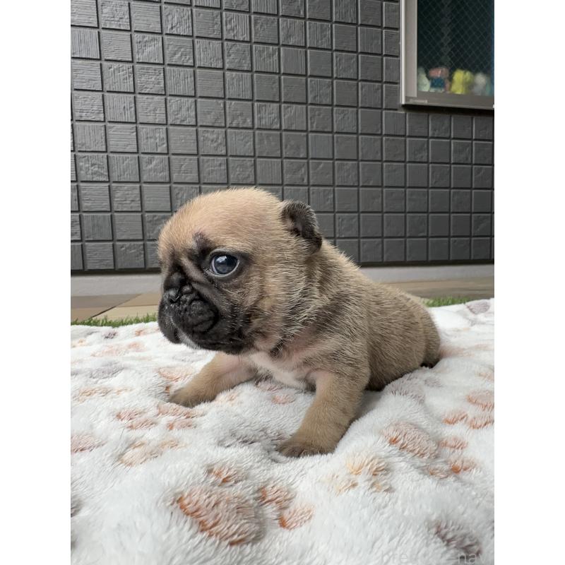 販売中の東京都のフレンチブルドッグ-454855の7枚目