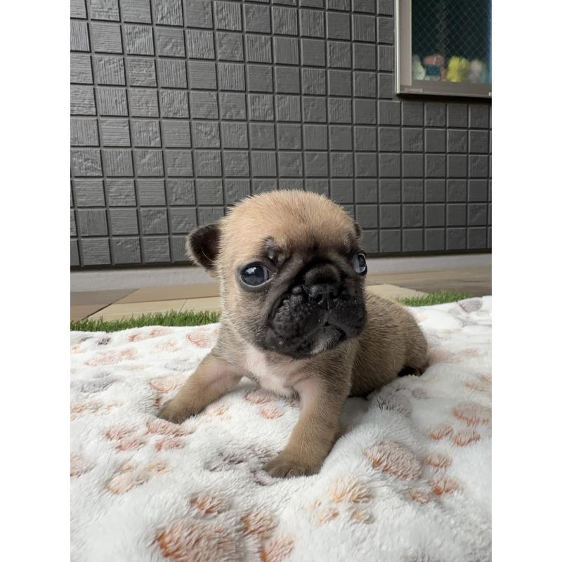 販売中の東京都のフレンチブルドッグ-454855の6枚目