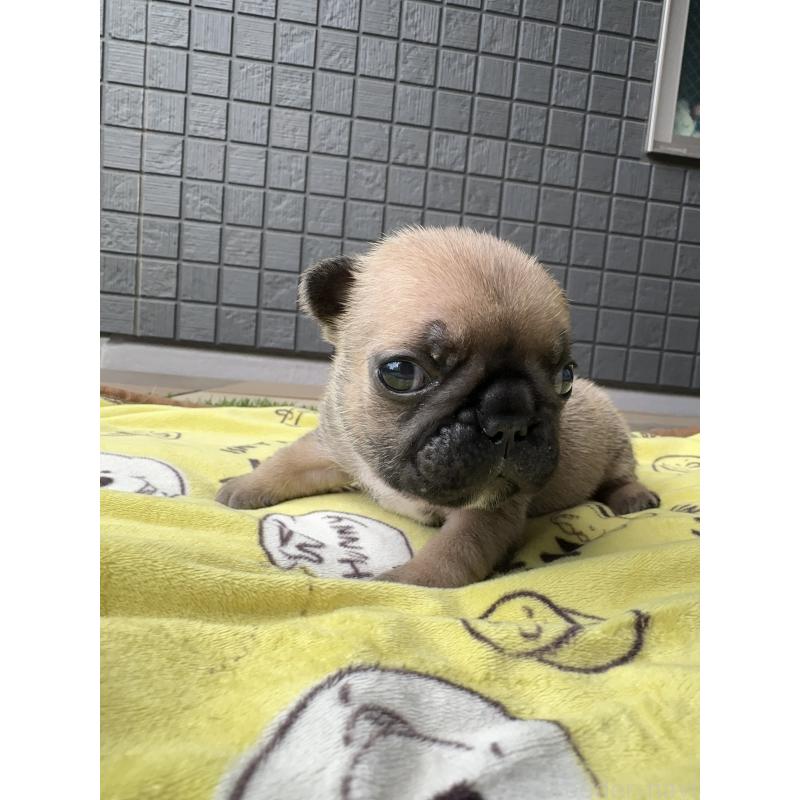 販売中の東京都のフレンチブルドッグ-454855の5枚目