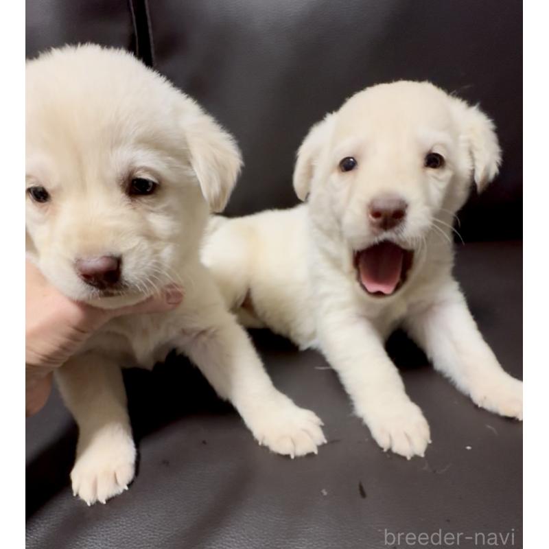 販売中の奈良県のミックス犬-454854の2枚目