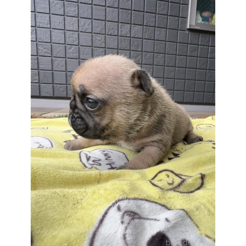 販売中の東京都のフレンチブルドッグ-454855の4枚目