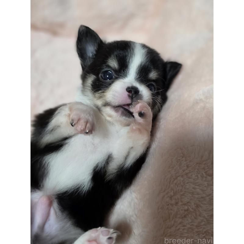 販売中の千葉県のチワワ(ロングコート)-453759