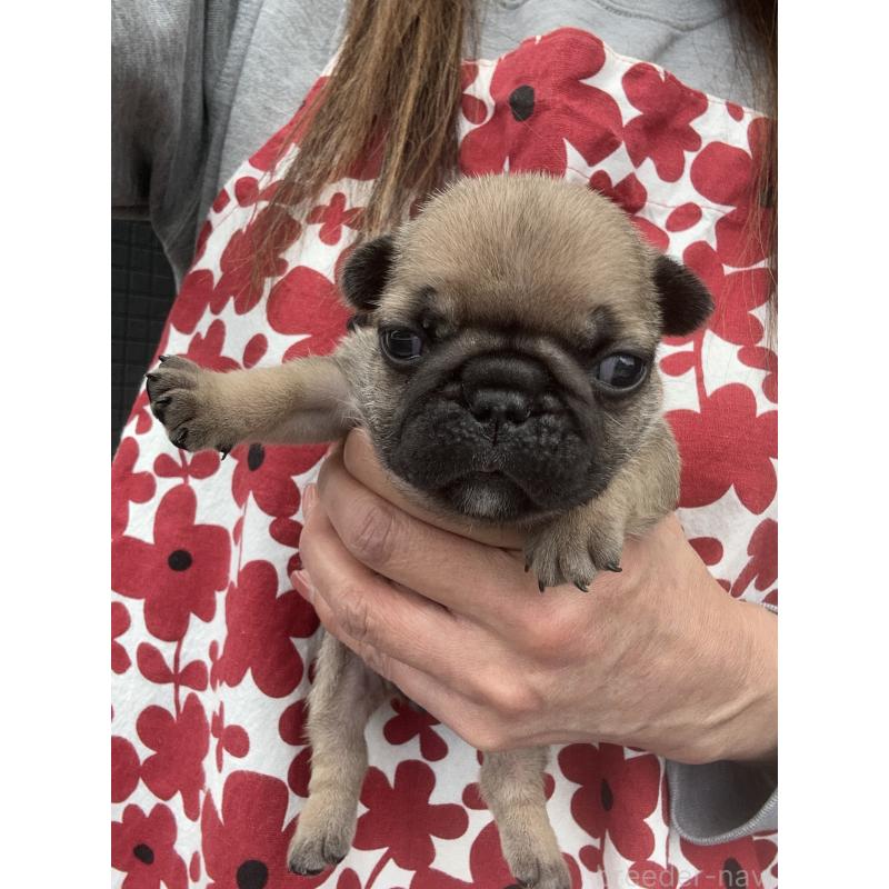 販売中の東京都のフレンチブルドッグ-454855の3枚目