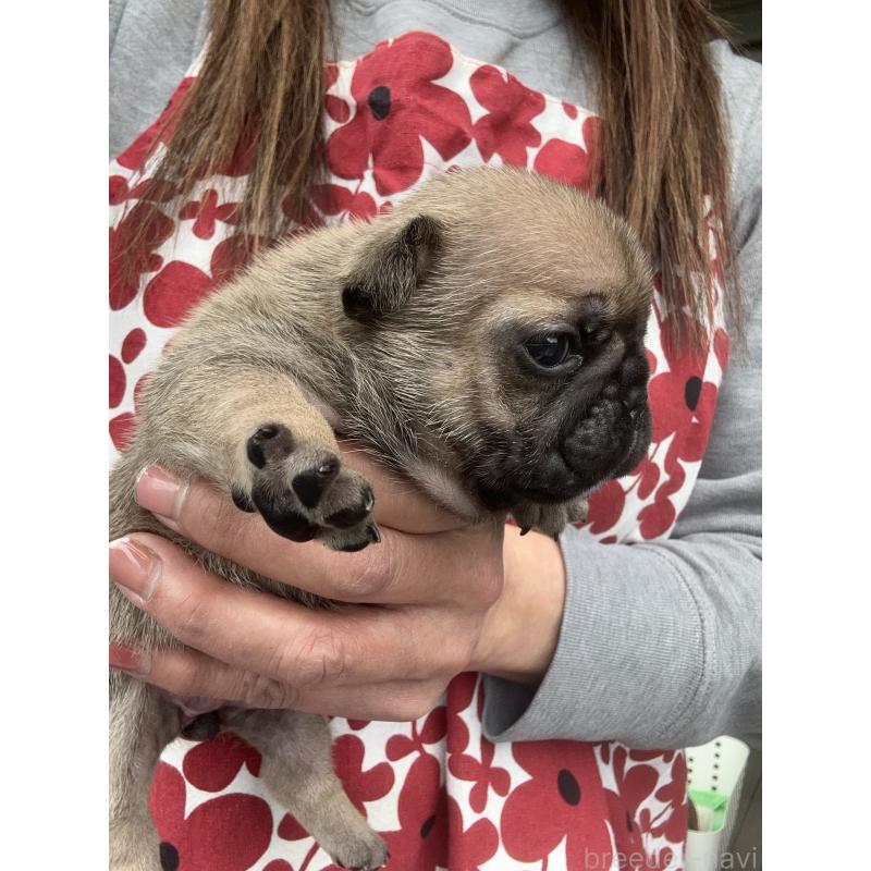 販売中の東京都のフレンチブルドッグ-454855の2枚目