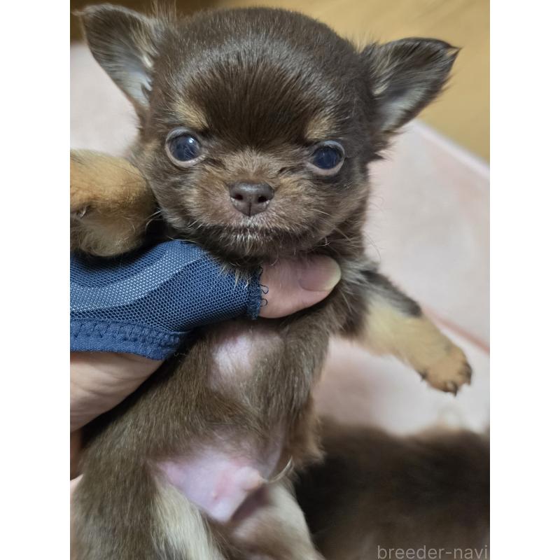 販売中の千葉県のチワワ(ロングコート)-452586