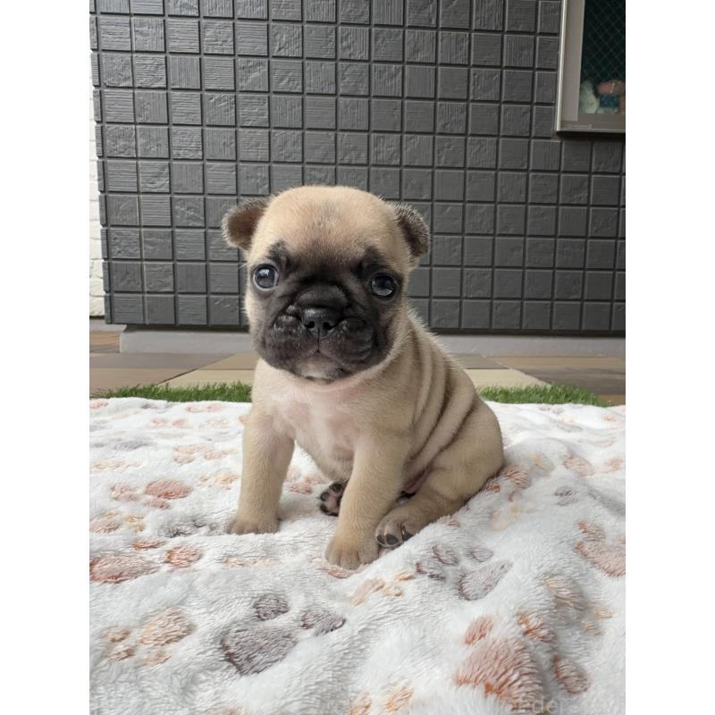 販売中の東京都のフレンチブルドッグ-454857の9枚目