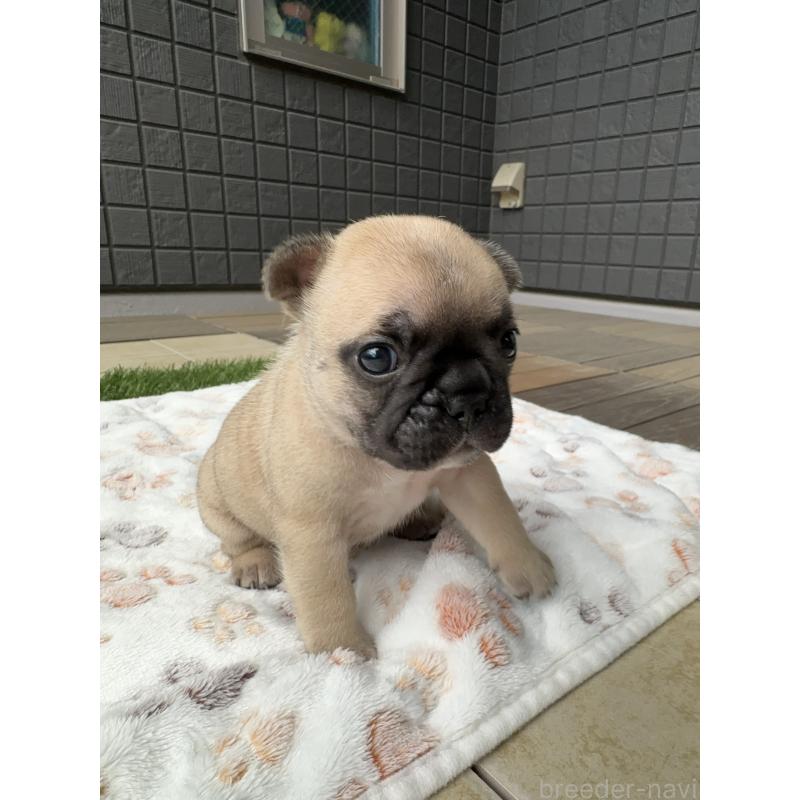 販売中の東京都のフレンチブルドッグ-454857の8枚目