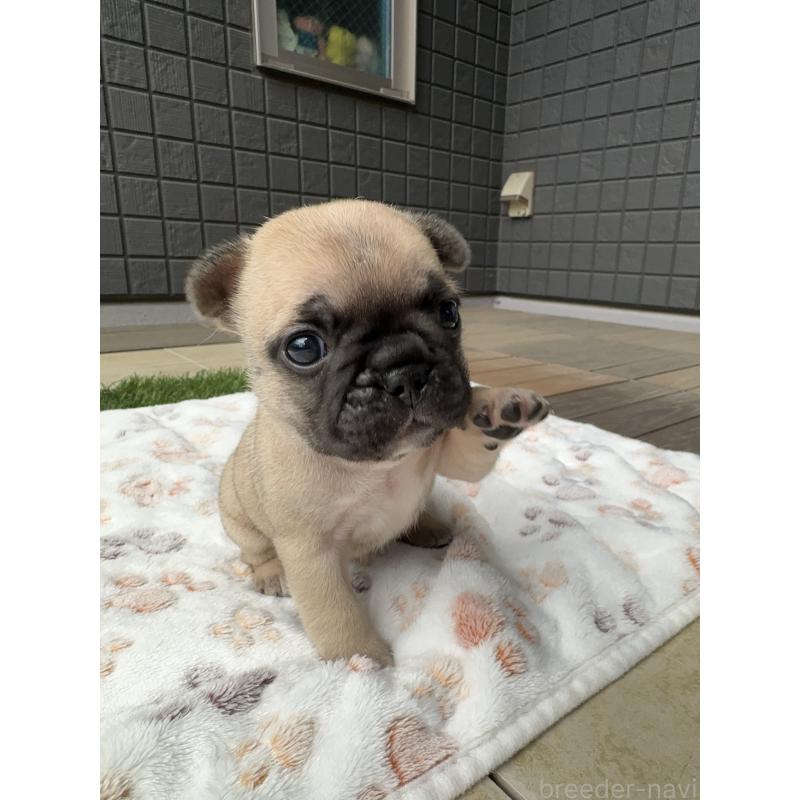 販売中の東京都のフレンチブルドッグ-454857の7枚目