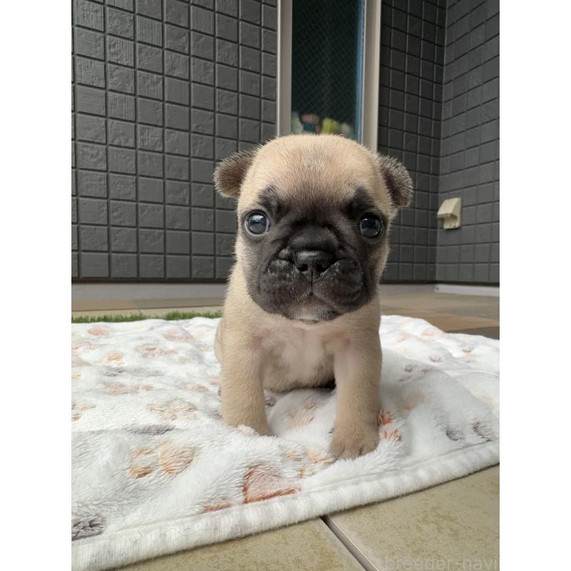 販売中の東京都のフレンチブルドッグ-454857の6枚目