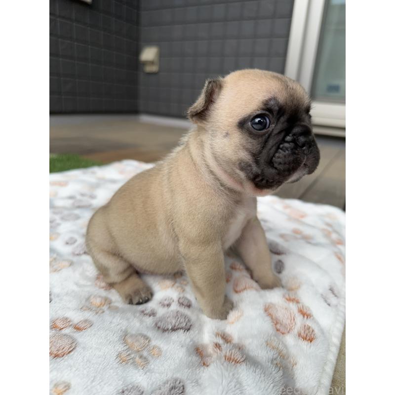 販売中の東京都のフレンチブルドッグ-454857の5枚目