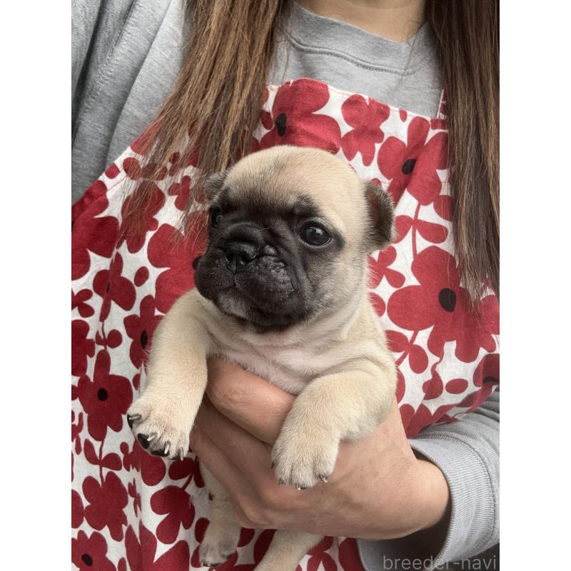 販売中の東京都のフレンチブルドッグ-454857の4枚目