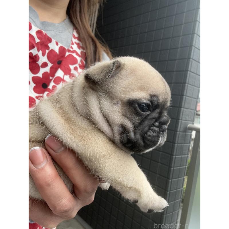 販売中の東京都のフレンチブルドッグ-454857の3枚目