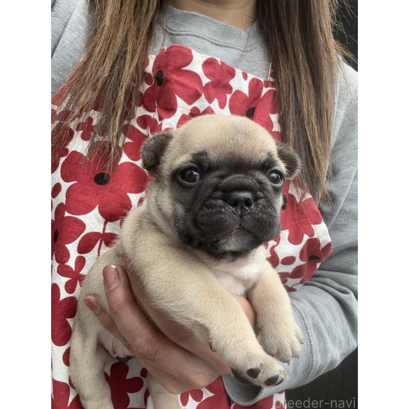 販売中の東京都のフレンチブルドッグ-454857の2枚目