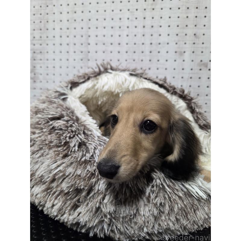 販売中の東京都のミニチュアダックスフンド(ロングヘアード)-454860の5枚目