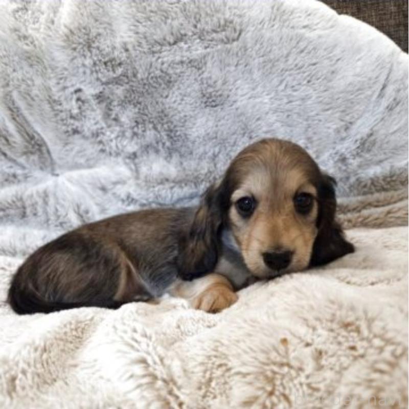 販売中の東京都のミニチュアダックスフンド(ロングヘアード)-454860の3枚目