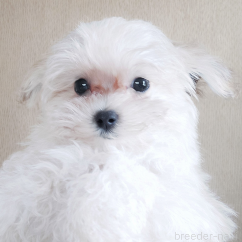 販売中の大分県のマルプー:マルチーズ×トイプードル-451523