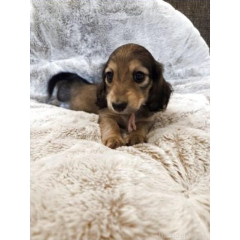 販売中の東京都のミニチュアダックスフンド(ロングヘアード)-454862の5枚目